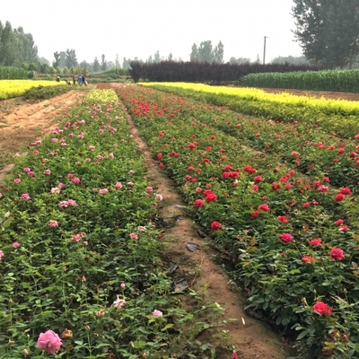 花卉種植中黃葉問題的成因與防治